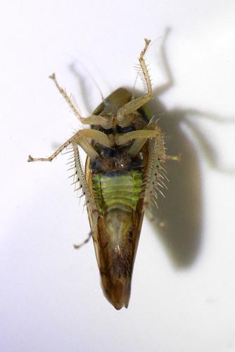 Réf. 333 559 : Synophropsis lauri